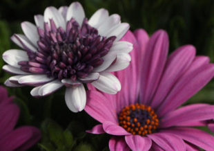 Ein Bild, das Pflanze, Blume, Blütenblatt, Einjährige Pflanzen enthält.

Automatisch generierte Beschreibung