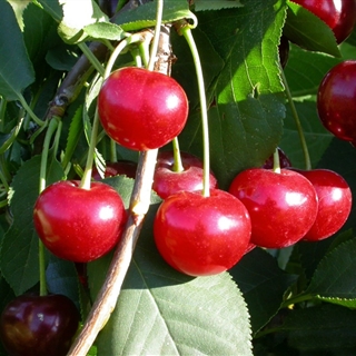 Prunus mahaleb - In unserem Garten Onlineshop