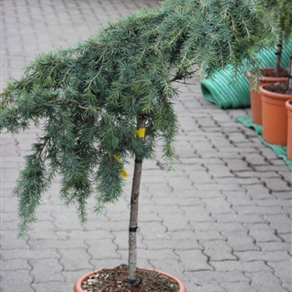 Cedrus deodara "Pendula" in der Baumschule Graz -   Sehr dekorative Nadelpflanze. Liebt sonnige Standorte   Größe: 200-250