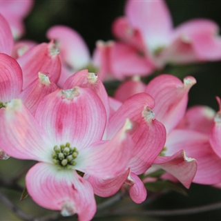 Blumenhartriegel rosa kaufen - Im Onlineshop für Garten