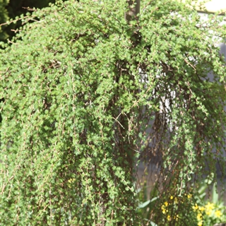 Larix decidua 'Puli' - Hängelärche in der Baumschule Graz -   Hängelärchen sind Liebhaberpflanzen und benötigen unbedingt eine Einzelstellung. Sie lieben luftige, humose Böden und machen Probleme bei Staunässe (Achtung bei Lehmböden). Durch die Veredelung am Stamm haben sie einen hängenden Wuchs und erreichen ca. 2 m.