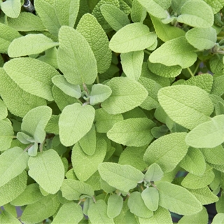Für Ihren Wellnessgarten - Salvia officinalis