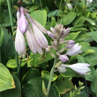 Hosta - Herzblattlilie - In unserem Garten Onlineshop