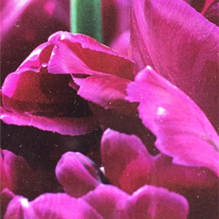 Gefüllte frühe Tulpen - 5 Stück kaufen - Im Onlineshop für Garten