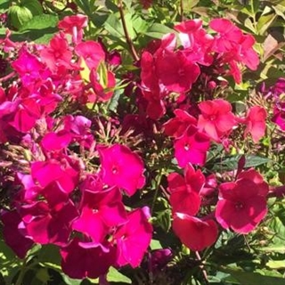 Phlox paniculata - Hohe Flammenblume - In unserem Garten Onlineshop