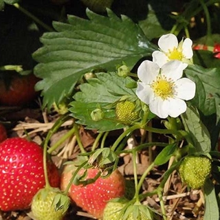 Erdbeere - In der Gärtnerei Kochauf bei Graz