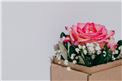 Blumenbox Lieboch "Rose Venedig" - Für Ihren Wohlfühlgarten