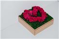 Blumenbox Paris "Herzerl" kaufen - Im Onlineshop für Garten