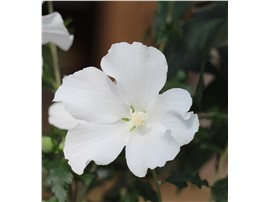 Für Ihren Wellnessgarten - Hibiscus syriacus "Eleonore"