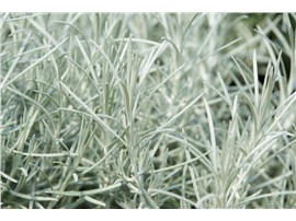 Helichrysum italicum - In unserem Garten Onlineshop