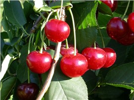 Prunus mahaleb - In unserem Garten Onlineshop