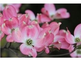 Blumenhartriegel rosa kaufen - Im Onlineshop für Garten