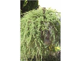 Larix decidua 'Puli' - Hängelärche in der Baumschule Graz -   Hängelärchen sind Liebhaberpflanzen und benötigen unbedingt eine Einzelstellung. Sie lieben luftige, humose Böden und machen Probleme bei Staunässe (Achtung bei Lehmböden). Durch die Veredelung am Stamm haben sie einen hängenden Wuchs und erreichen ca. 2 m.