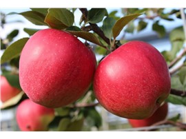 Apfel kaufen - Im Onlineshop für Garten