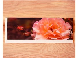 Längliche Grußkarte Rose kaufen - Im Onlineshop für Garten