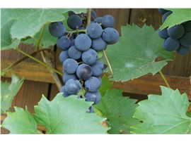 Weintraube kaufen - Im Onlineshop für Garten