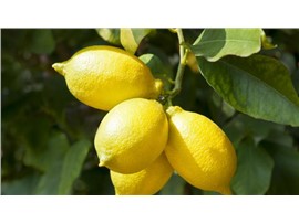 Citrus x limon in Sorten in der Baumschule Graz - Die Zitrone wächst als kleiner bis mittelgroßer, immergrüner Baum. Im Vergleich zu anderen Zitruspflanzen sind sie raschwüchsig und groß. Vor allem junge Triebe sind mit kleinen, dünnen Dornen besetzt. Der Austrieb ist rötlich, auch die Knospen sind rosa, die ansonsten weißen Blütenblätter auf der Unterseite rosa bis violett. Zitronenbäume gedeihen auch in Mitteleuropa; früher waren sie fester Bestandteil von Orangerien. Eine Besonderheit des Zitronenbaums ist, ganzjährig gleichzeitig Blüten wie Früchte zu tragen. Von Mitte Mai bis zum ersten Frost sollte die Zitrone an einem windgeschützten Platz im Freien stehen. Im Winter muss die Temperatur an die Lichtverhältnisse angepasst werden. Werden die Zitronenbäume hell, aber kalt gestellt, so haben die Blätter zwar noch ausreichend Licht zur Photosynthese, allerdings stellen die Wurzeln bereits bei 12,5 °C die Aktivität beinahe vollständig ein. Dies hat zur Folge, dass der Baum die Blätter nicht mehr ausreichend versorgen kann und sie infolge dessen abwirft. Es kommt zum sogenannten „Winter Leaf Drop“. Als häufige Schädlinge kommen Schildläuse vor.