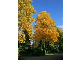 Symbolfoto - Tulpenbaum - Für Ihren Wohlfühlgarten