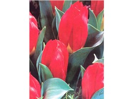 Tulipa ssp. Red Revival in der Baumschule Graz -   Packung: 7 Stück   Pflanzzeit: Oktober - November   Blütezeit: April   Höhe: 35 cm