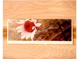 Längliche Grußkarte mit Blumenmotiv in der Baumschule Graz - Längliche Grußkarte mit Blumenmotiv inkl. Kuvert Bitte fügen sie Ihren Wunschtext beim Bezahlvorgang unter Anmerkungen hinzu.     Abmessung ca. 10 x 8,5 cm (inkl. Kuvert)