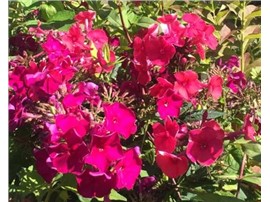 Phlox paniculata - Hohe Flammenblume - In unserem Garten Onlineshop