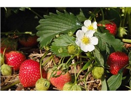 Erdbeere - In der Gärtnerei Kochauf bei Graz