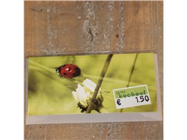 Kleine Grußkarte Marienkäfer kaufen - Im Onlineshop für Garten